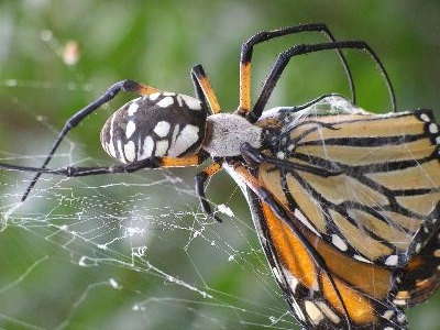how long can spiders live without food