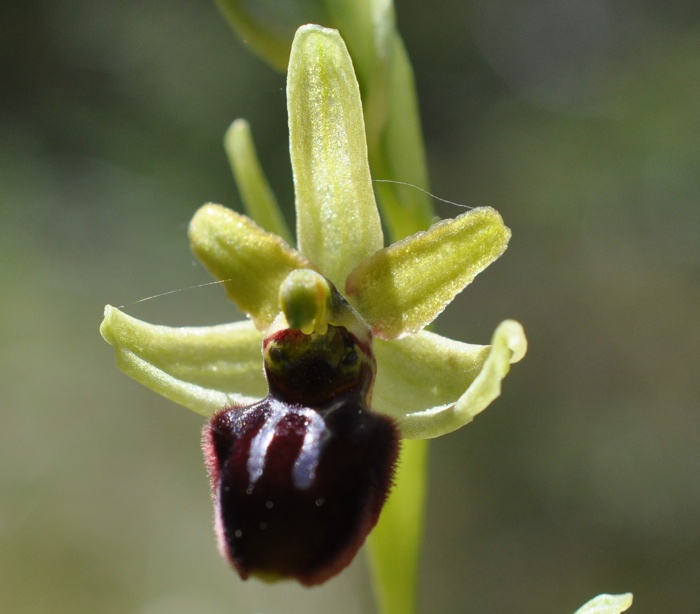 Ophrys araigné.