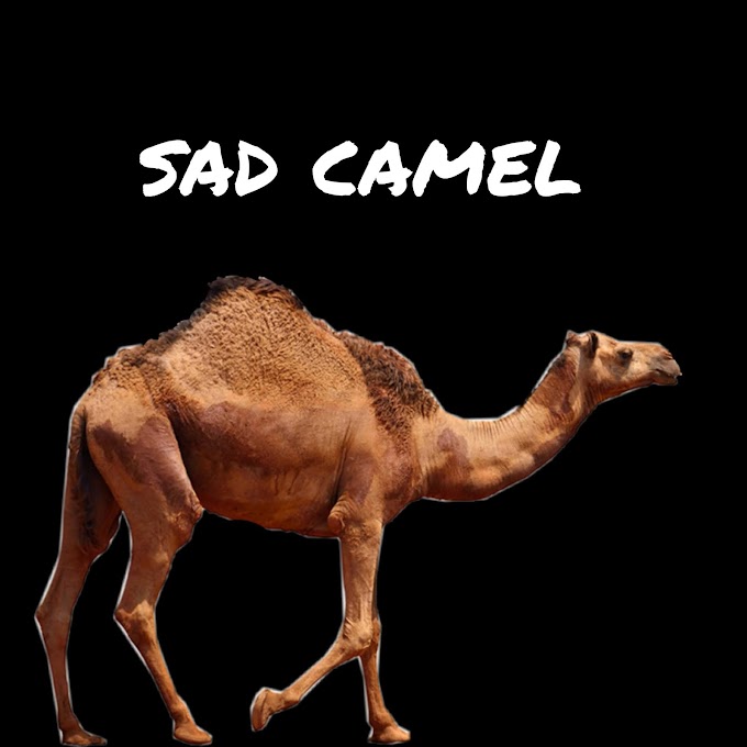 Sad camel 
