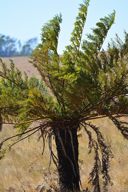 Cyathea dregei