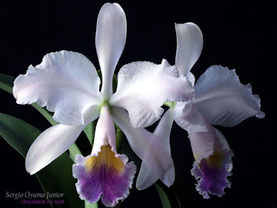 Orquídea Cattleya labiata