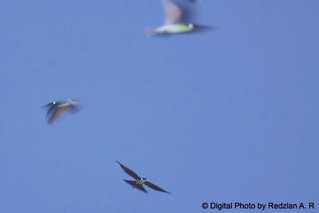 Blue-throated Bee-Eater in Flight