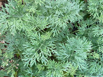 feathery silver leaves of artemisia powis castle