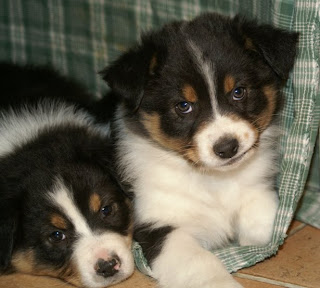 Australian Shepherd Puppies