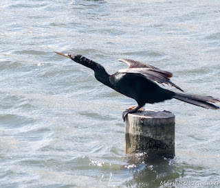 Double-crested Cormorant photo by mbgphoto