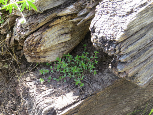 creeping thyme