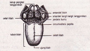 Bagian Lidah