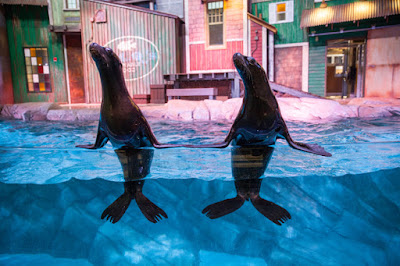 SunTrust Pier 225 | Sea Lions | Georgia Aquarium