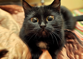 Funny cats - part 80 (40 pics + 10 gifs), cute cat eyes