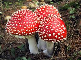 Amanita sp. merupakan jamur makroskopis dengan corak yang kontras dan menarik