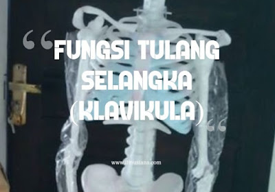 Fungsi Tulang Selangka