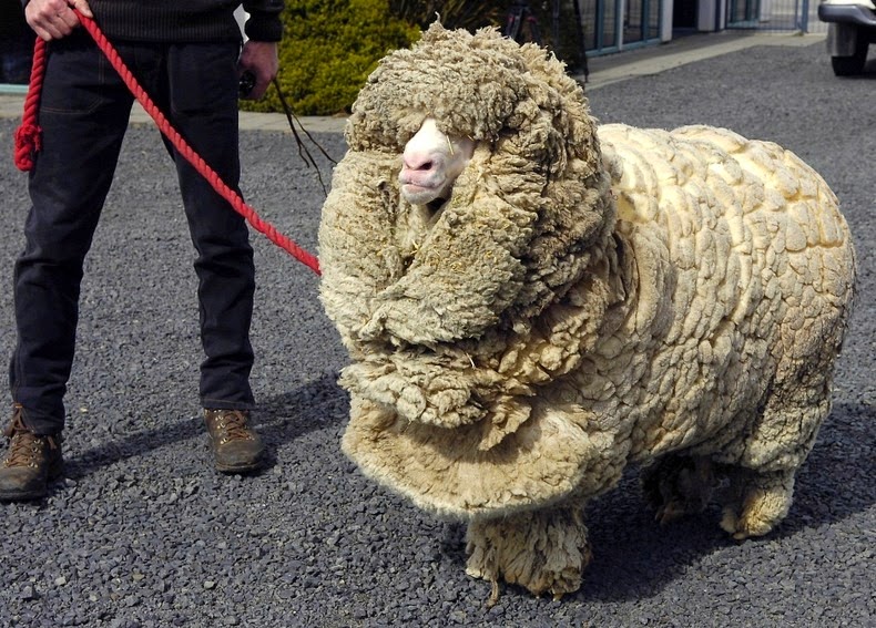 shrek-the-sheep-1 shrek-the-sheep-1