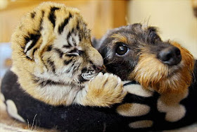 Funny animals of the week - 14 February 2014 (40 pics), baby tiger and dog