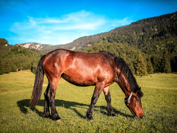 Lucky Enough to Own Land? Use it to it's Best Potential!