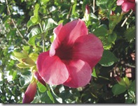 flores 9