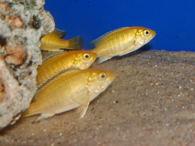 LABIDOCHROMIS CAERULEUS - PYSZCZAK YELLOW - MALAWI MBUNA