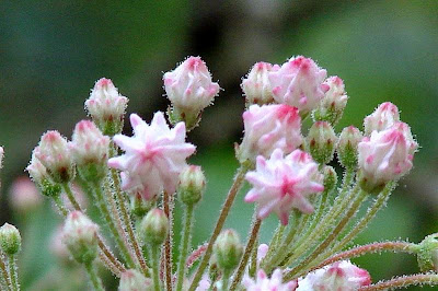 mountain laurel