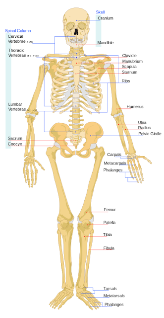 Skeletal System Facts