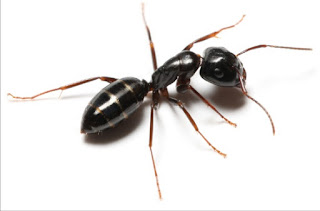 How to Get Rid of Odorous Ants