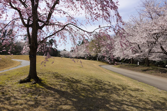 鳥取県西伯郡南部町鶴田 とっとり花回廊 芝生け広場