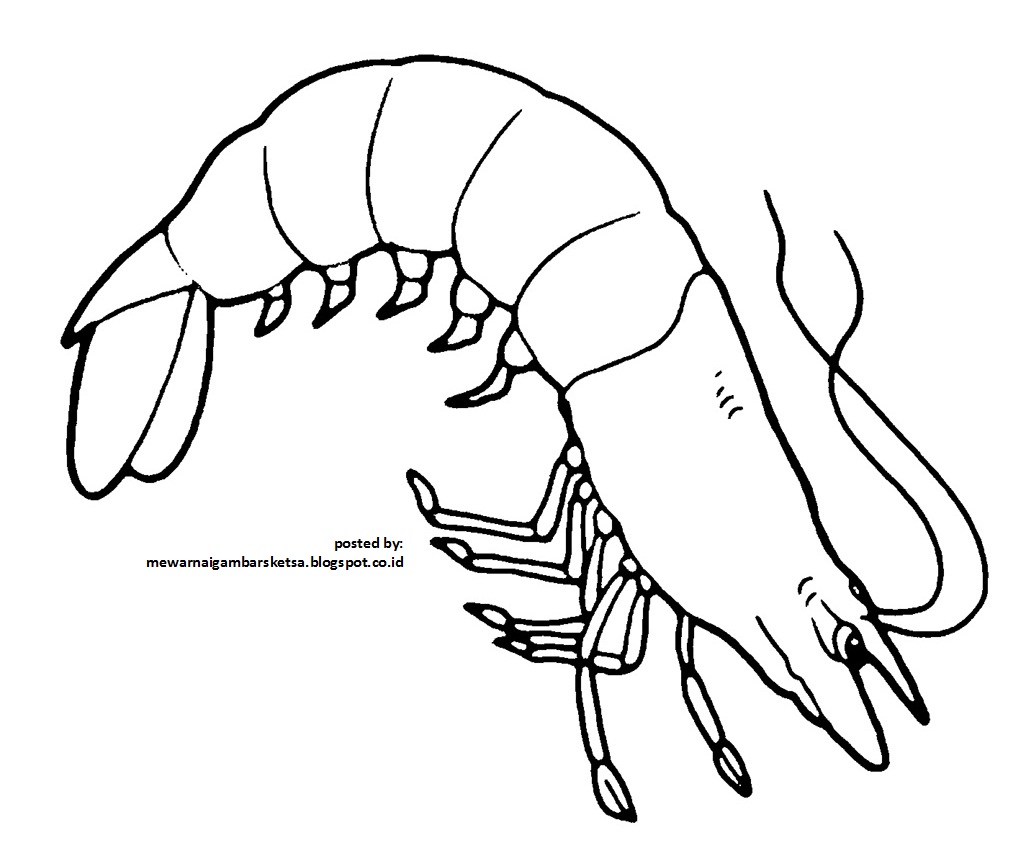 Mewarnai Gambar Mewarnai Gambar Sketsa Hewan Udang 3