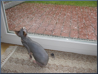 Dragonheart watching a hail storm