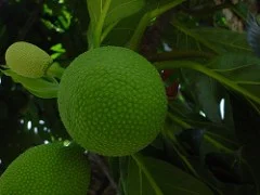 Is breadfruit good for diabetes