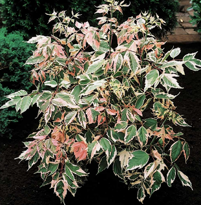 Acer negundo 'Flamingo'