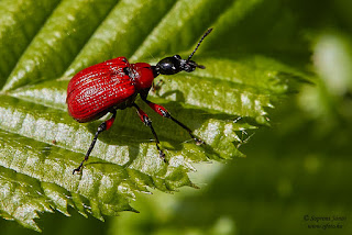 Mogyoró-levélsodró - Apoderus coryli