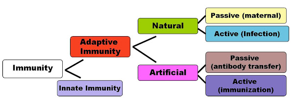 Imagen 448A | Diagrama de diagrama de flujo que representa las divisiones de la inmunidad La inmunidad natural ocurre a través del contacto con un agente causante de la enfermedad, cuando el contacto no fue deliberado, mientras que la inmunidad artificial se desarrolla solo a través de acciones deliberadas de exposición. Además, tanto la inmunidad natural como la artificial se pueden subdividir, dependiendo del tiempo que dure la protección. La inmunidad pasiva es de corta duración y, por lo general, solo dura unos pocos meses, mientras que la protección a través de la inmunidad activa dura mucho más y, a veces, es de por vida. | Usuario: DO11.10 / Attribution-Share Alike 3.0 Unported | Page URL : (https://commons.wikimedia.org/wiki/File:Immunity.png) de Wikimedia Commons