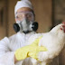  China suspende compra de frango por 60 dias após 1º caso de gripe aviária no Brasil