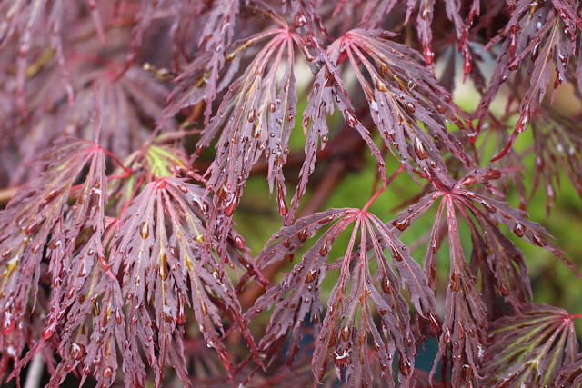 Close-up of Acer palmatum 'Dissectum Atropurpureum' leaves in the rain