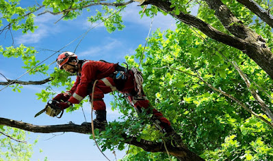 Tree removal Frankston