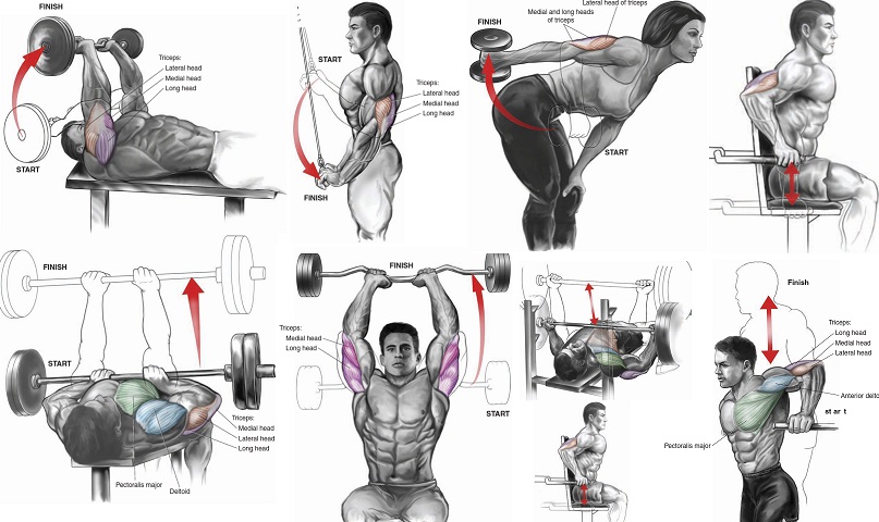 Six Exercises to Quickly Get the Triceps of a Fitness 