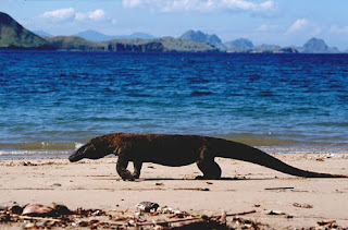 Dragón de Komodo Varanus komodensis