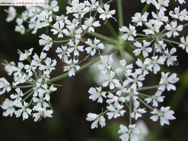 Гирчовник купыревидный / Лигустикум китайский (Conioselinum anthriscoides, =Ligusticum sinense)