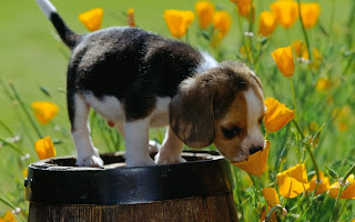 Adorable Puppy Free Wallpaper