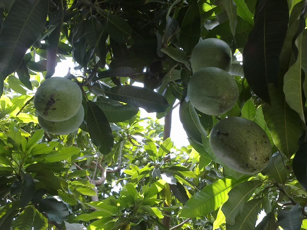 Iwed Pamungkas Belajar Dari Sesendok Mangga