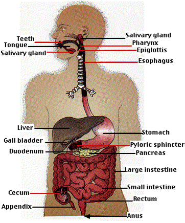 Aja aja fighting ara aliyara: MEDICAL PICTURE