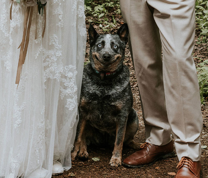 Dog photobombs her owners’ wedding picture