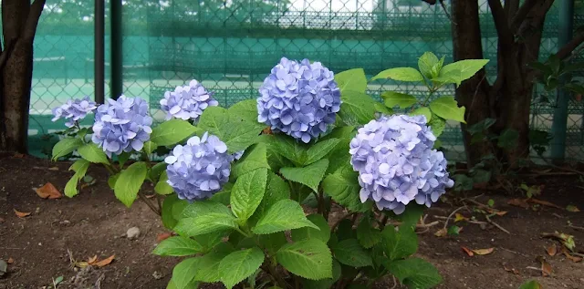 大きく群れて咲いた紫色のアジサイ