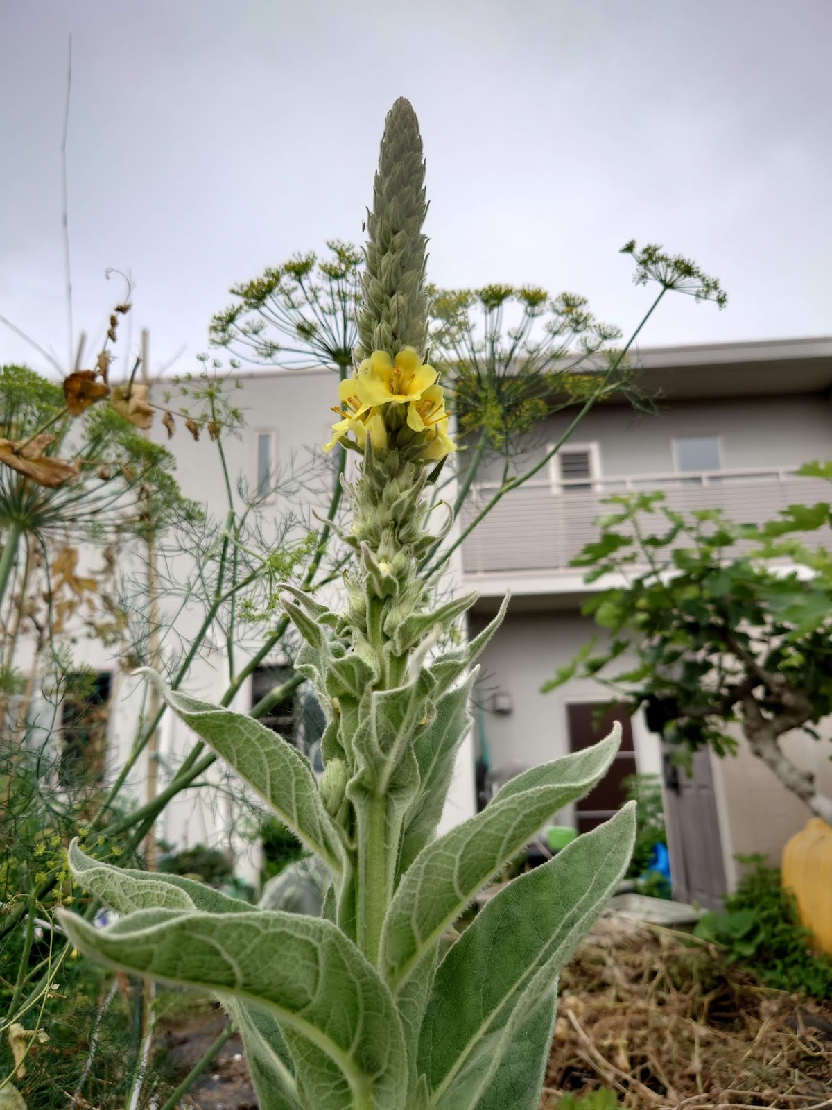 福岡ミミズ日記 モロヘイヤの小さな苗を畝に定植 ビロードモウズイカの花が咲き始めた 芽出し率が悪かった３年目の種を使ったエンツァイの追加種まき