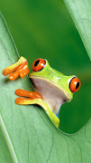 Wallpapers para Iphone 5. (tree frog wallpaper iphone )