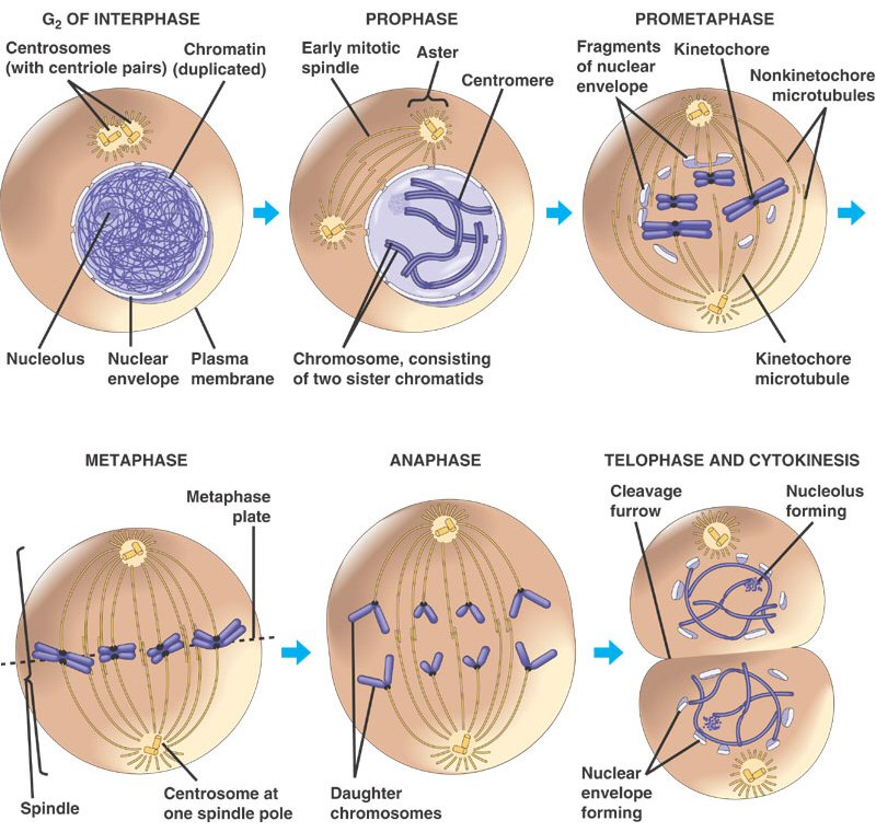 animal cell prophase. the time of cell divison.