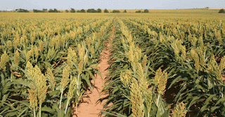 U.S. sorghum