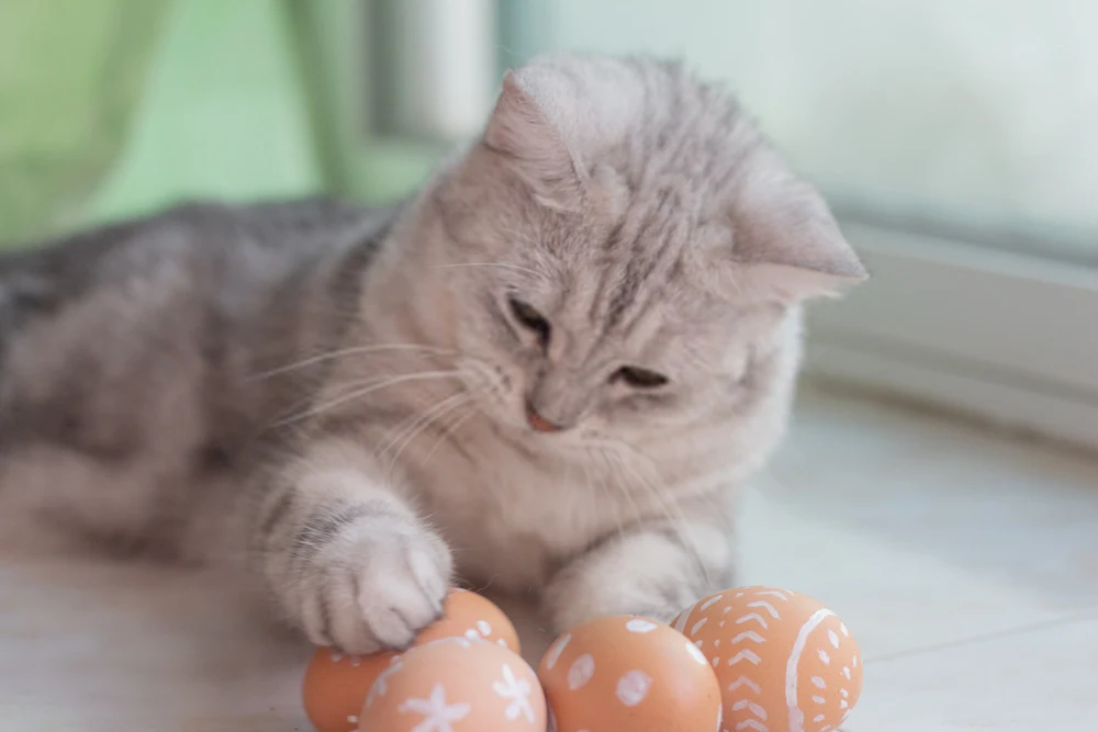 Is It Dangerous to Feed Your Cat Raw Eggs?