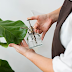 Safeguarding Your Indoor Jungle: Propagation and Pest Control