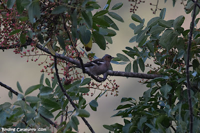 Pinsà comú (Fringilla coelebs)