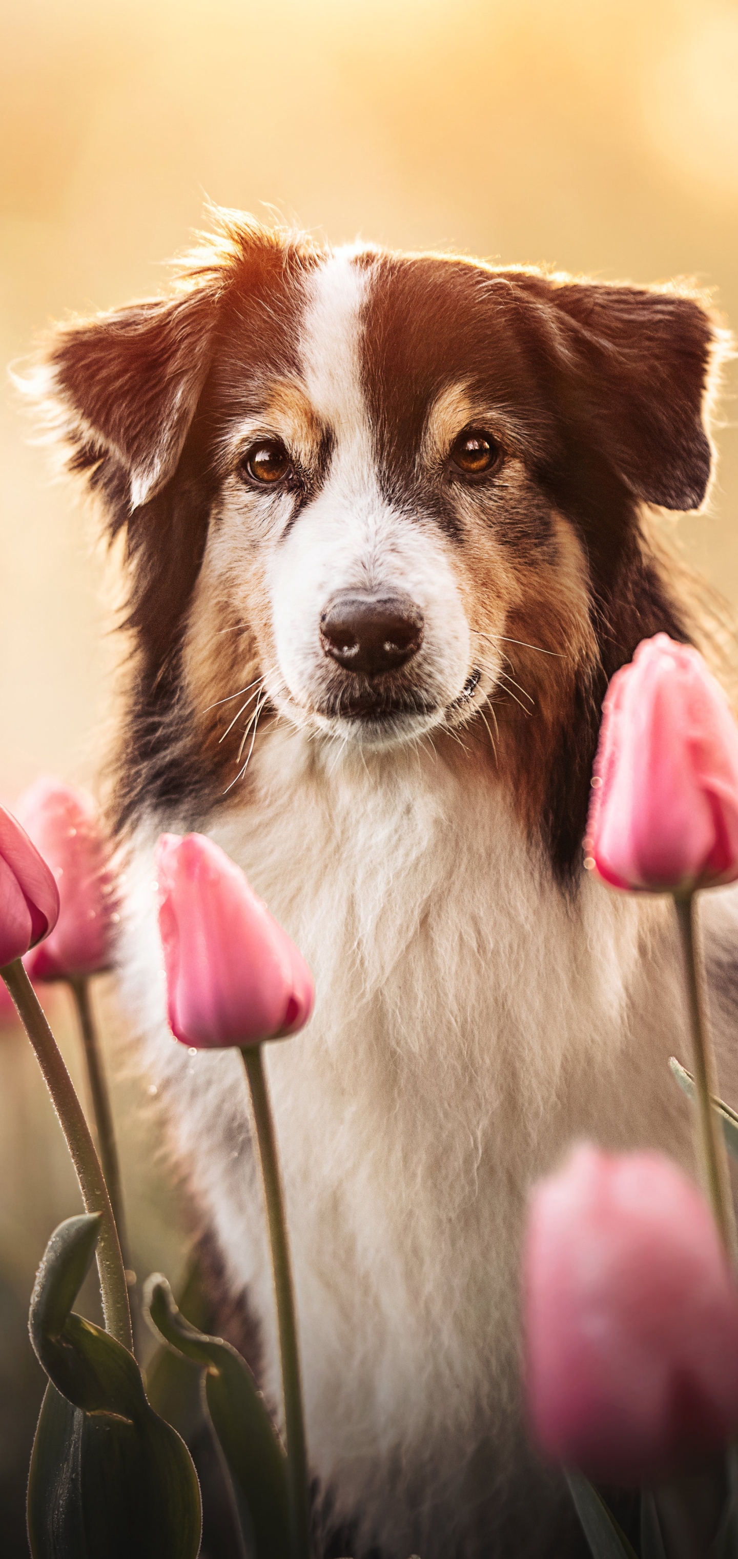 13300 Australian Shepherd Stock Photos Pictures  RoyaltyFree Images   iStock  Australian shepherd dog Australian shepherd puppy Australian  shepherd white background