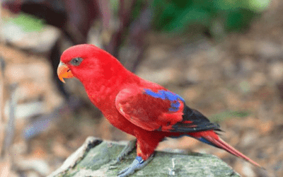 burung nuri maluku